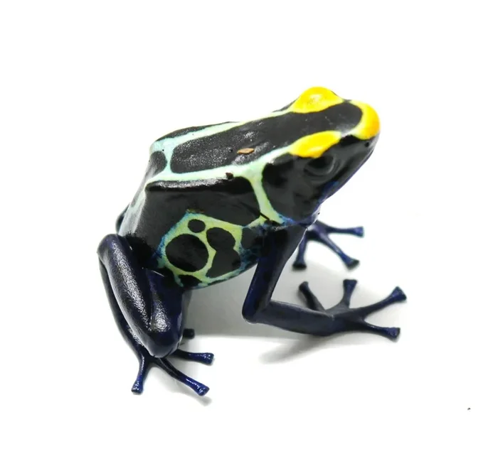 Dendrobates tinctorius “Cobalt”