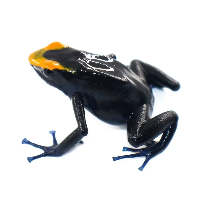 Dendrobates tinctorius “Lorenzo” Tadpole