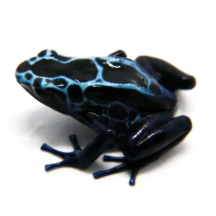 Dendrobates tinctorius “New River”