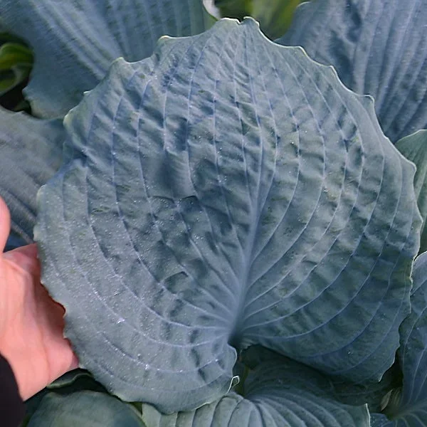 Diamond Lake – Medium Hosta