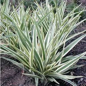 Dianella tasmanica ‘Silver Streak’