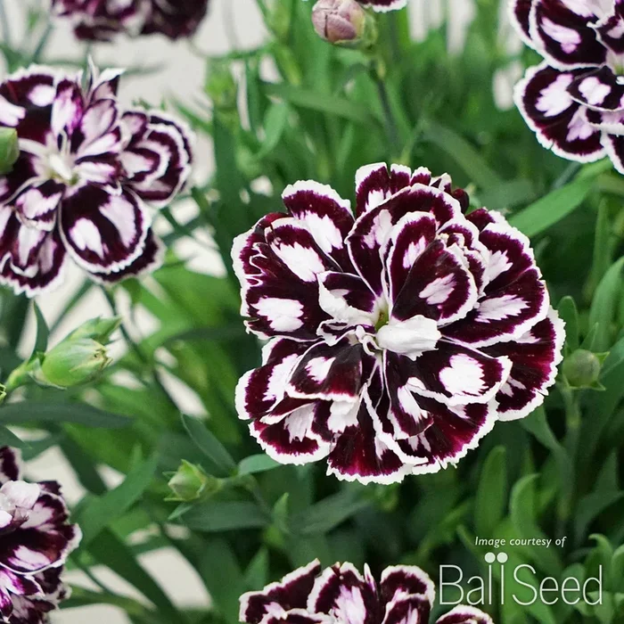 Dianthus Capitan Purple + White Qrt CF