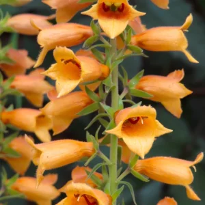 Digiplexis ‘Fire Cracker’