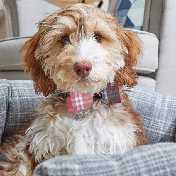 Dog Beau / Bow Tie – Pink Check & Pom Pom – Pack of 2