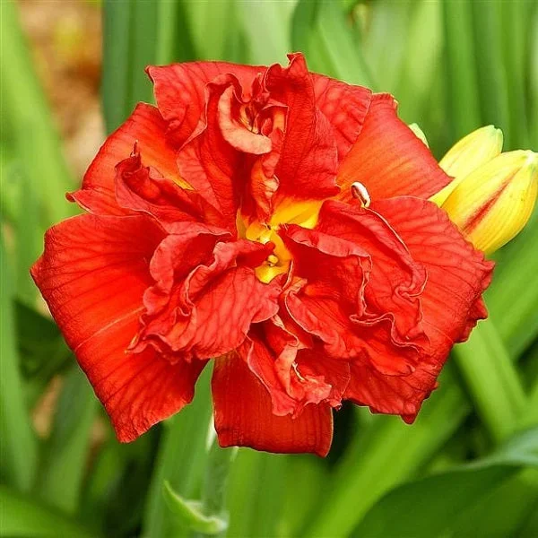 Double Firecracker – Daylily