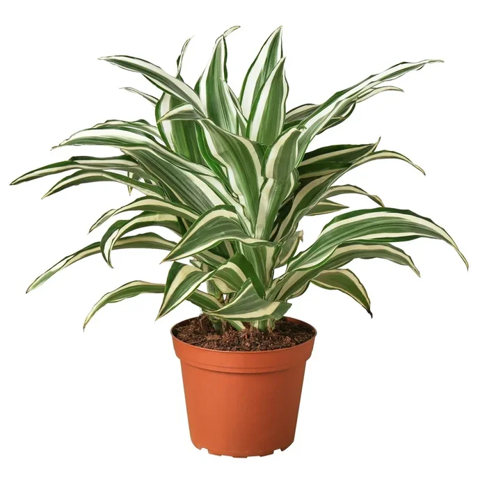 Dracaena ‘Warneckii White Jewel’ – 6″ Pot – NURSERY POT ONLY