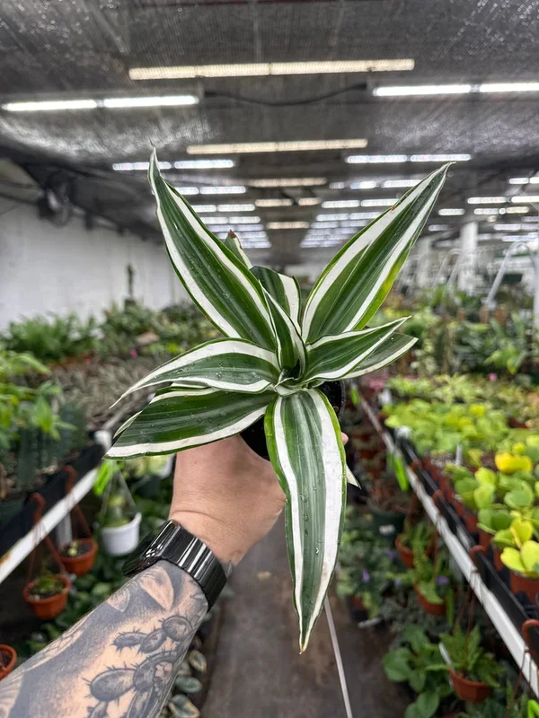 Dracaena ‘White Surprise’