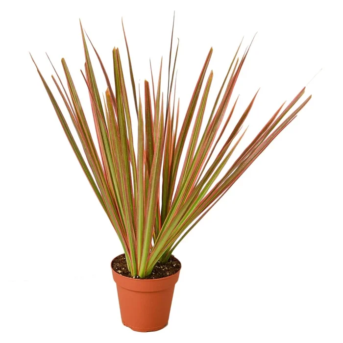 Dracaena ‘Colorama’ – 4″ Pot – NURSERY POT ONLY