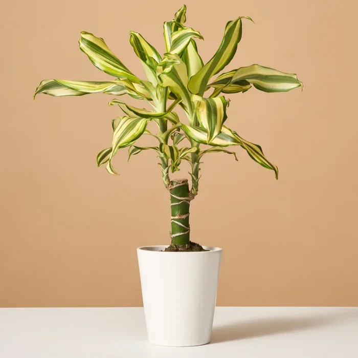 Dracaena Fragrans Sol
