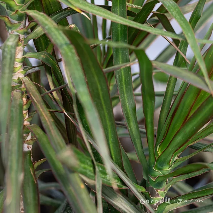 Dracaena marginata 9in Magenta