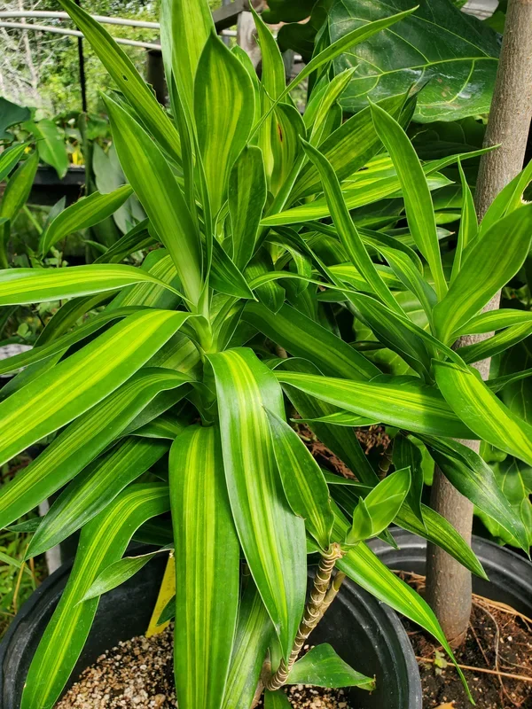 Dracaena reflexa ‘Song of Jamaica’