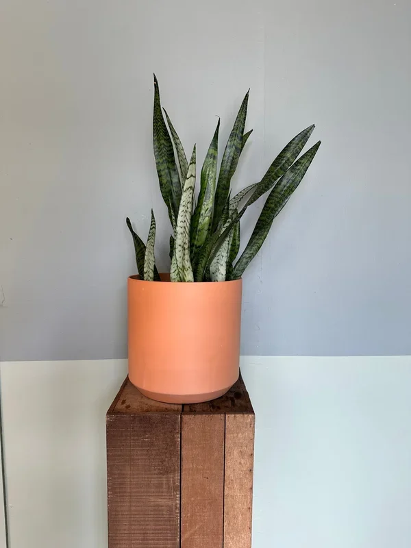 dracaena trifasciata (zeylanica)
