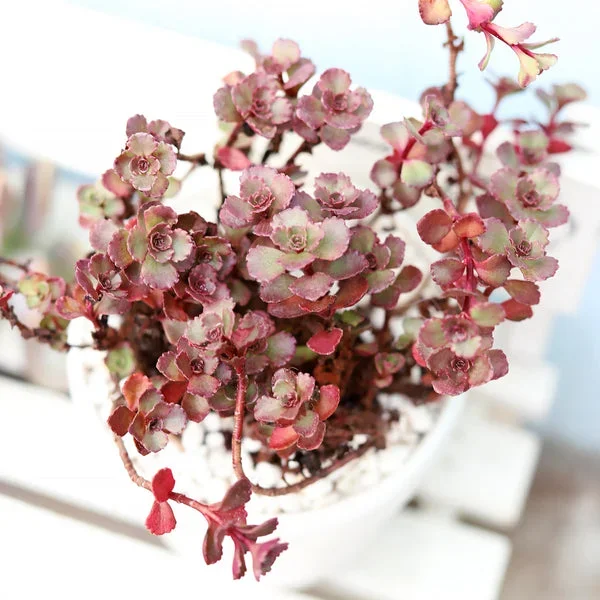 Dragon’s Blood Sedum