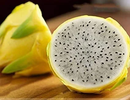DRAGON FRUIT ‘Ecuador Palora’ –Hylocereus megalanthus–