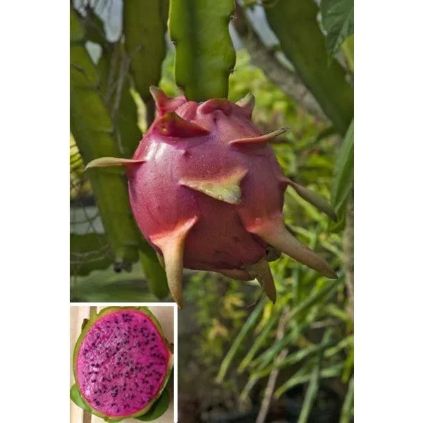 DRAGON FRUIT ‘Edgar’s Baby’ –Hylocereus hybrid–