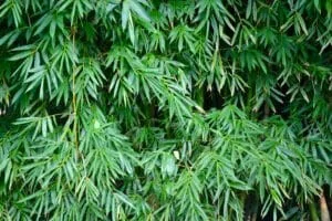 Drepanostachyum ‘Himalayan Weeping Bamboo’ 12″ Pot