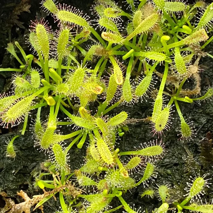 Drosera capensis “Albo” *Preorder* (7782P:G)