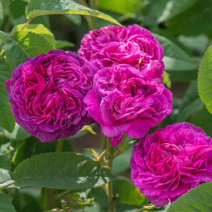 Duchesse de Buccleugh – Discontinued