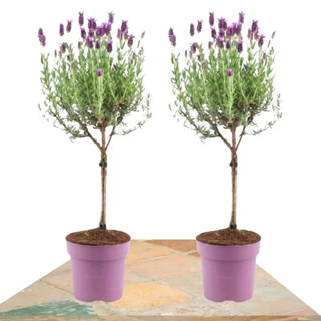 DUO LAVANDA COPA 60CM (LAVANDULA STOECHAS ANOUK)