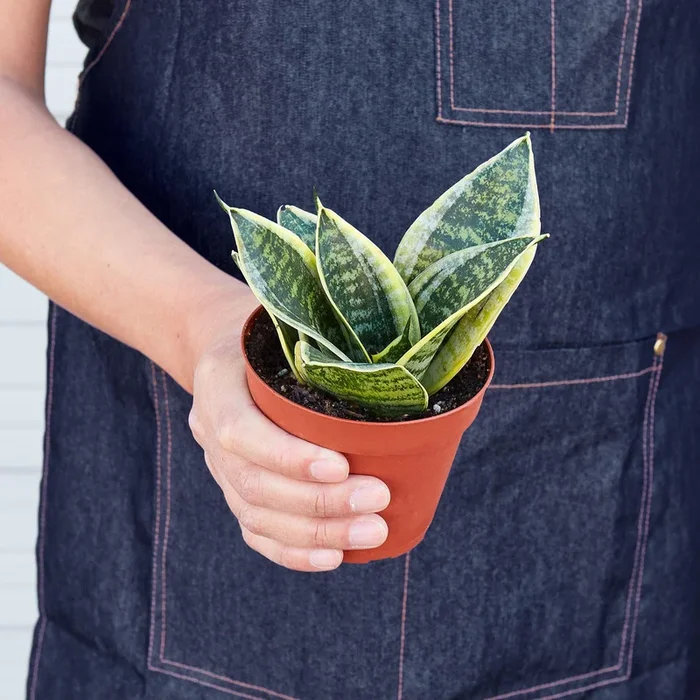 Dwarf Snake Plant ‘Laurentii’