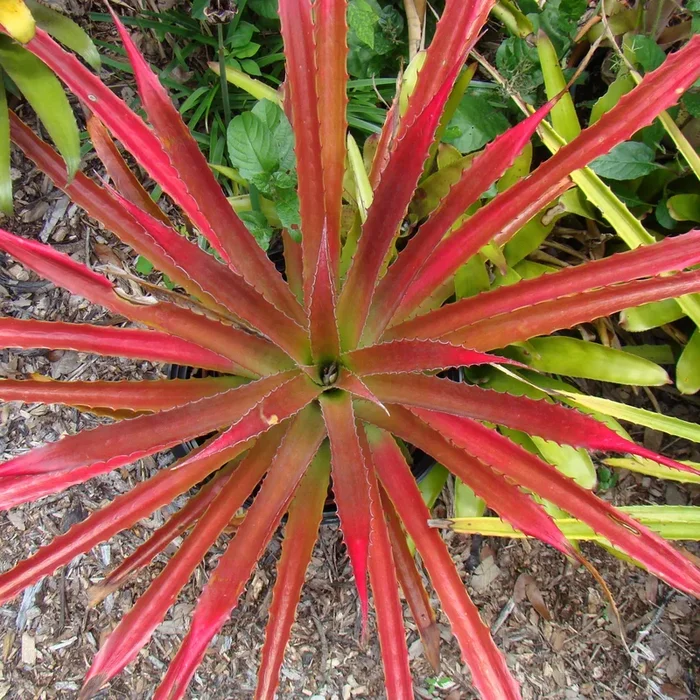 Dyckia ‘Red’