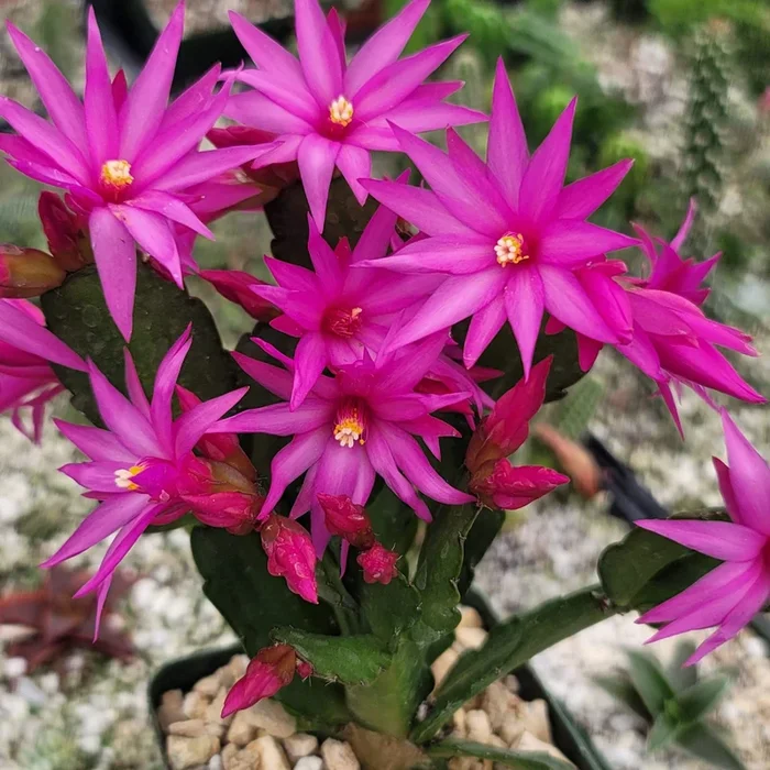 Easter Cactus – Rhipsalidopsis gaertneri