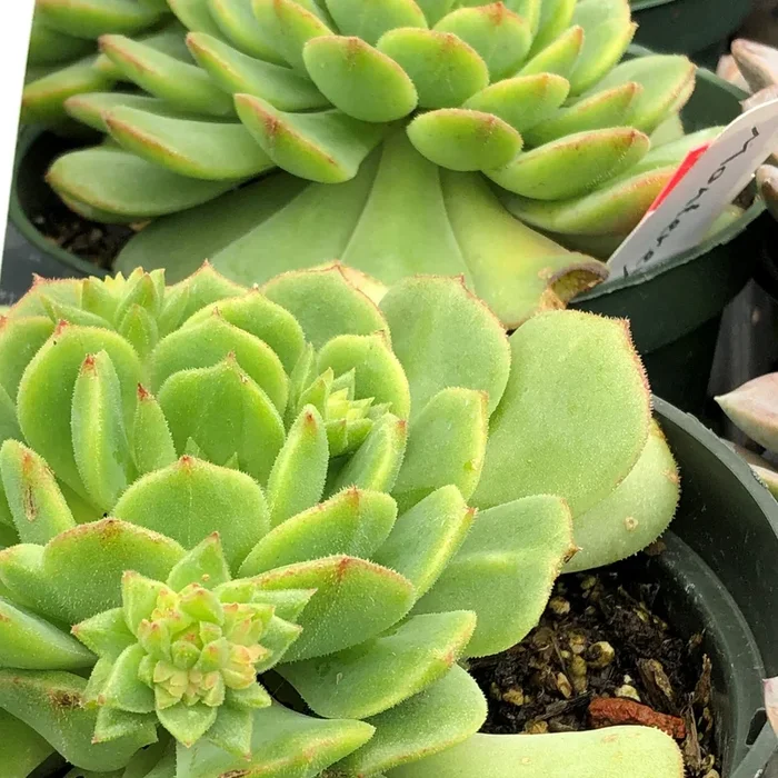 Echeveria ‘Dondo’