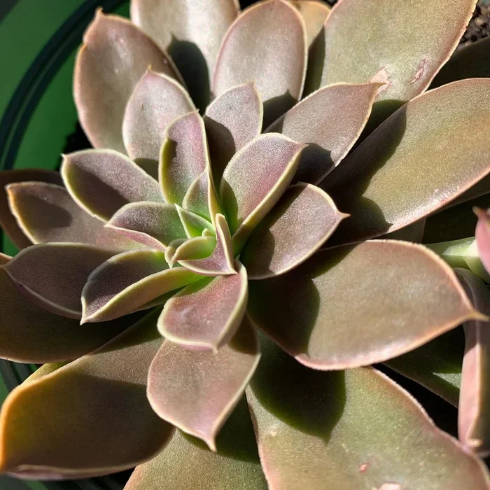 Echeveria ‘Jim’s’ –Red Echeveria–