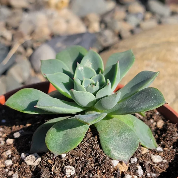 Echeveria ‘Red Crown’