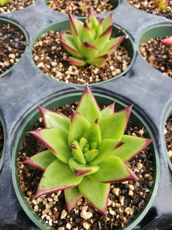 Echeveria agavoides ‘Lipstick’