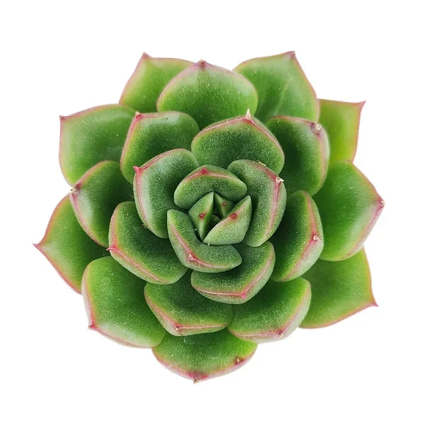 Echeveria Cris