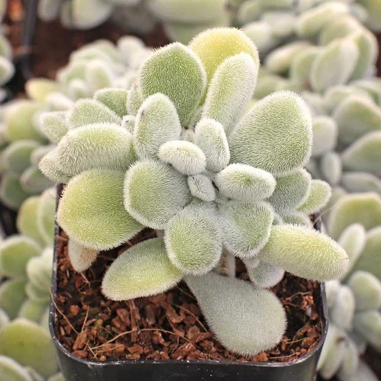 Echeveria pulvinata f. cristata ‘Frosty’