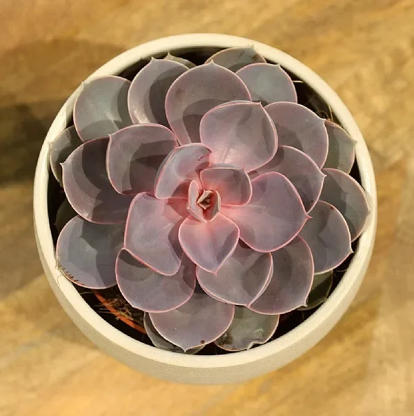 Echeveria Purple Pearl