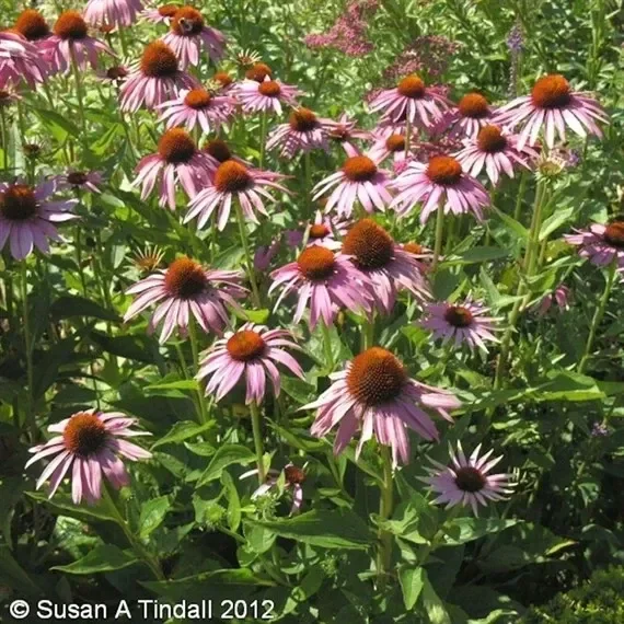 Echinacea Purpurea Perennial Plant 9cm Pot – Set of 3