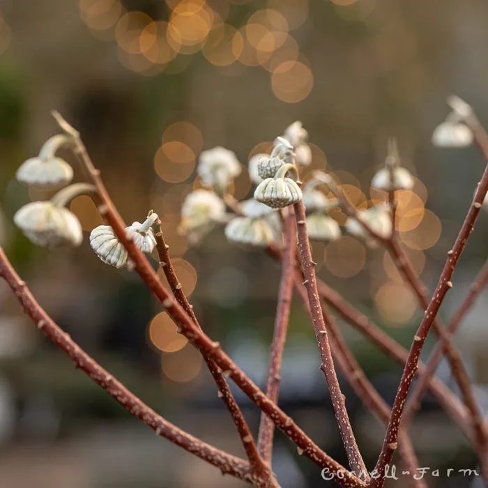 Edgeworthia chrysantha 5gal Chinese Paperbush