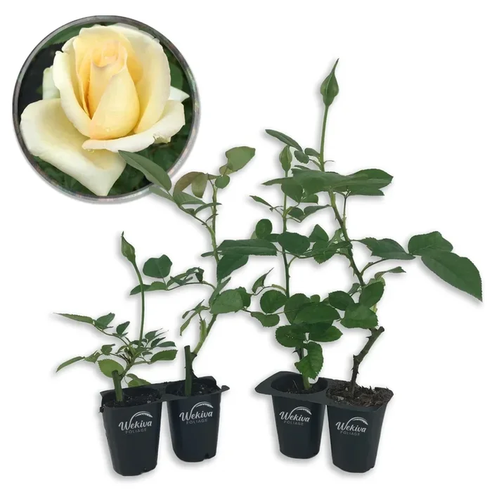 Elegant Beauty Rose Bush – Live Starter Plants in 2 Inch Growers Pots – Beautifully Fragrant Hybrid Tea Heirloom Rose – A Versatile Beauty with a Rich Fragrance
