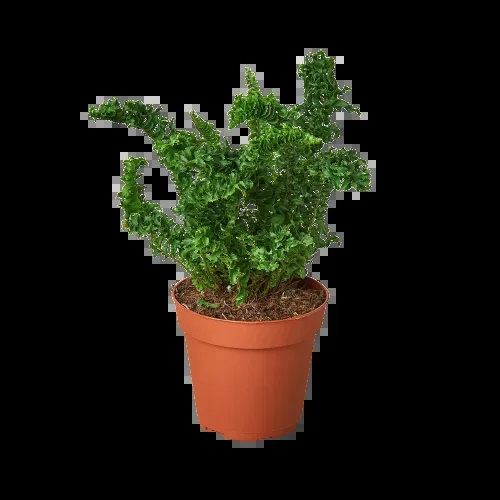 Emina Fern House Plant in 4″ Pot, Dragon Tail, Curly Boston Fern