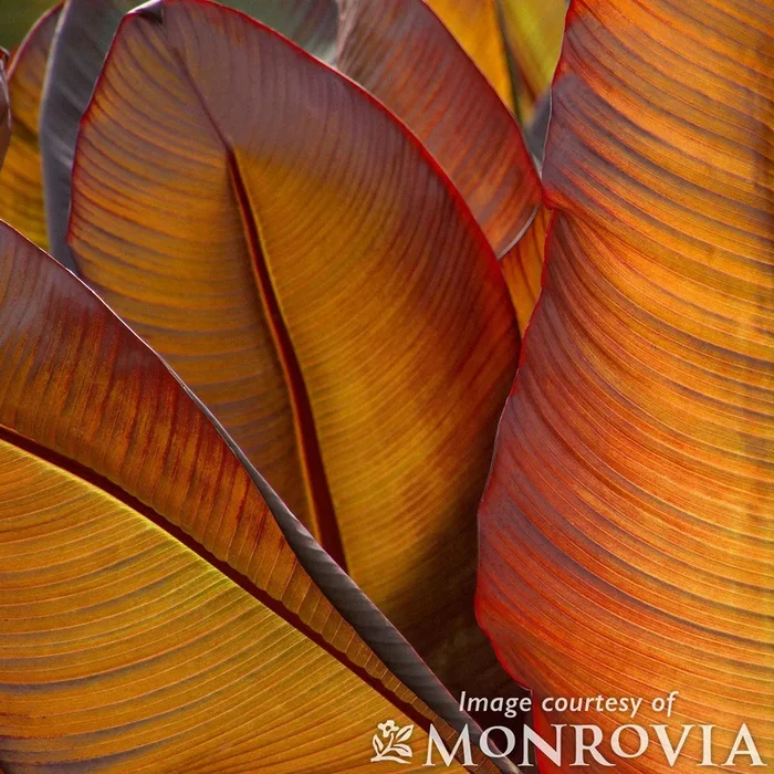 Ensete ventricosum Maurelii 2gal