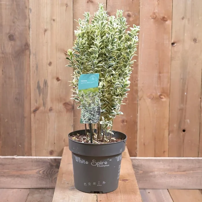 Eounymus Jap White Spire