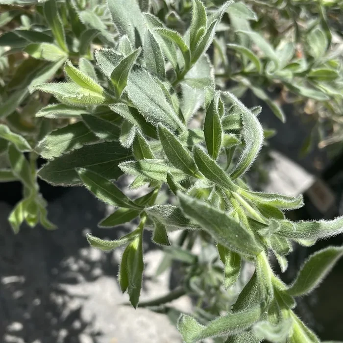 Epilobium ‘everett’s choice’