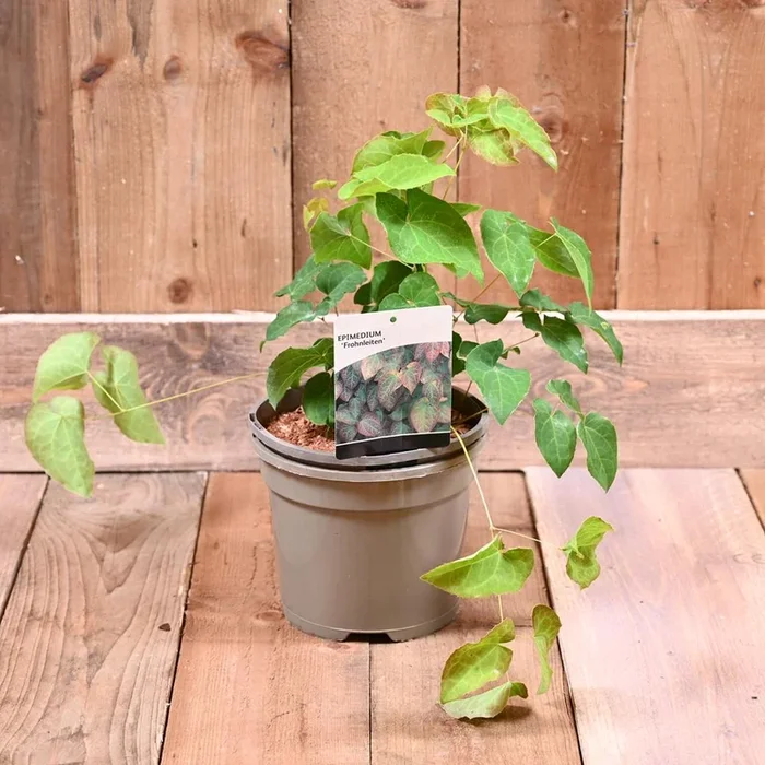 Epimedium Frohnleiten 3L