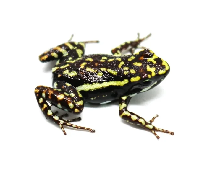 Epipedobates tricolor “Cielitos” Tadpole