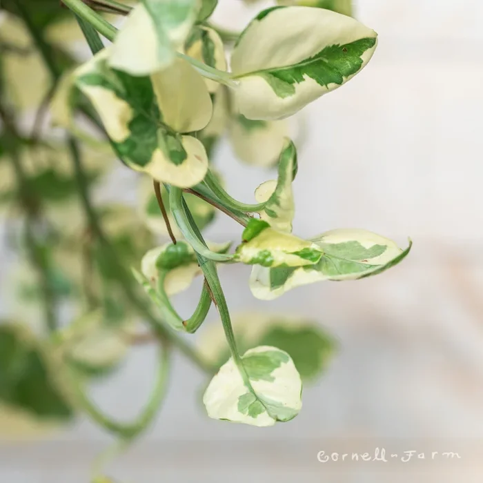 Epipremnum aureum 6in Pothos NJoy