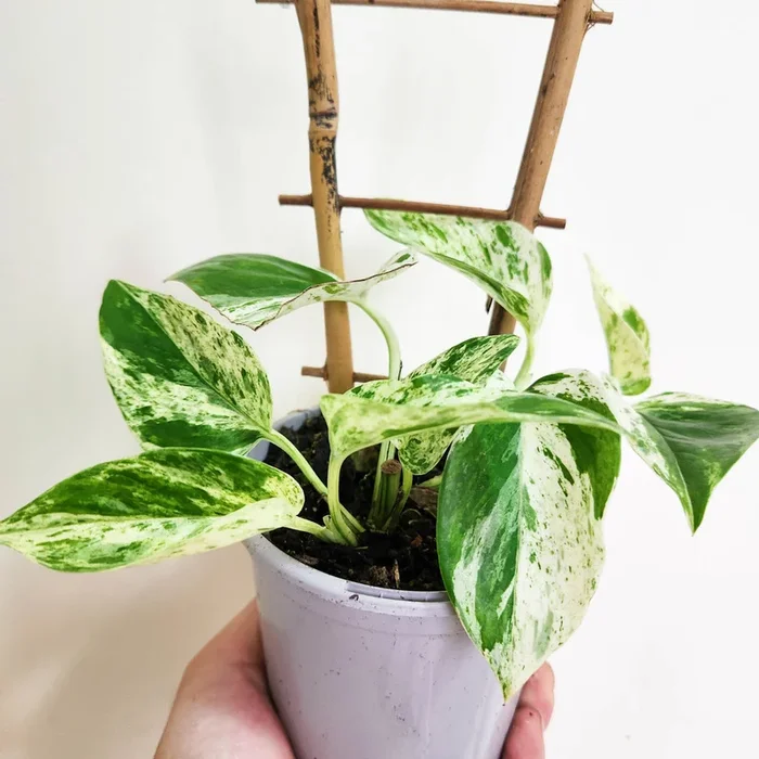 Epipremnum aureum Marble Queen / Devil’s Ivy / Pothos – 105mm