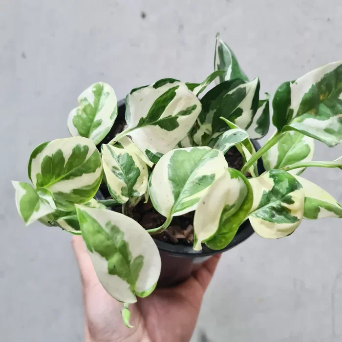 Epipremnum aureum Snow Queen / Devil’s Ivy / Pothos – 130mm