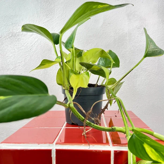 Epipremnum Mix Pot – Indoor Trailing Plant Trio