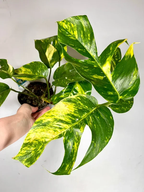 Epipremnum Pinnatum Golden Flame – Epipremnum Pinnatum Cintho Goldfinger