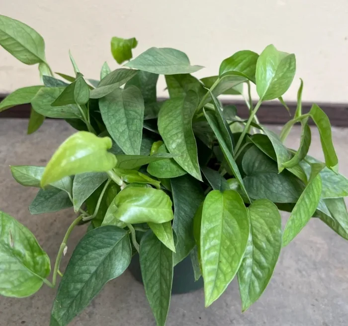Epipremnum pinnatum (Pothos) ‘Cebu Blue’