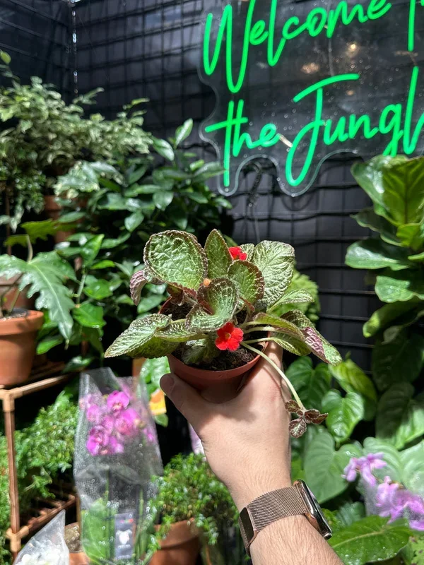 Episcia Silver Screen