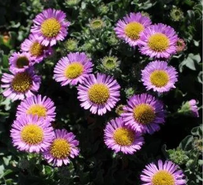Erigeron glaucus ‘Sea Breeze’